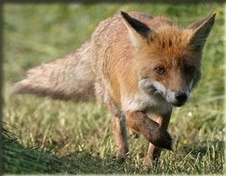 LES RENARDS ET LES BLAIRAUX