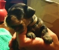 CHIOT