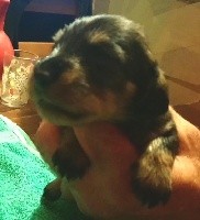 CHIOT