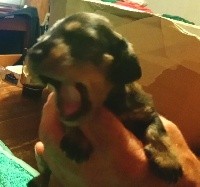 CHIOT