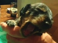 CHIOT
